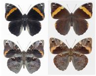Opsiphanes cassiae cassiae (Linné, 1758)  ♂ & ♀