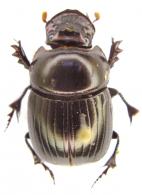 Dichotomius subaeneus (Castelnau, 1840)