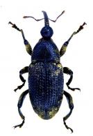 Cryptorhynchinae Gen sp27