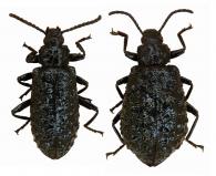 Phymatestes tuberculatus  (Fabricius, 1792) ♂ & ♀