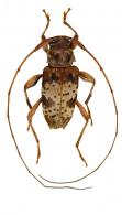 Acanthocinini Gen sp G520