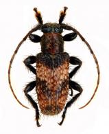 Blabicentrus hirsulutus  Bates, 1866