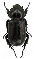 Hemiphileurus gloriae  Ponchel, 2009