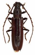 Coleoxestia spinifemorata   Fragoso, 1993