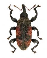 Curculionidae Gen sp73