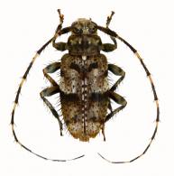 Trichonius griseus Monné & Mermudes, 2008