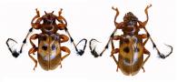 Taurolema bellatrix  Thomson,1860  ♂ & ♀