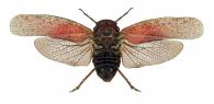 Fulgoridae Gen sp23