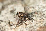 Zygops sanctus