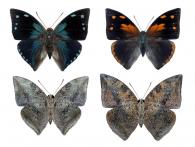 Polygrapha xenocrates punctimarginale   (Kaye, 1918) ♂ & ♀