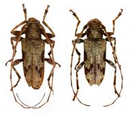 Oreodera bituberculata  Bates, 1861  ♂ & ♀