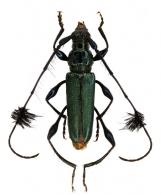 Cosmisoma sp G123