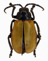 Monocesta sp2