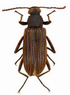 Strongylium sp6