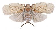 Flatolystra ypsilon Nast, 1850