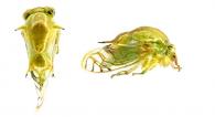 Membracidae Gen sp86