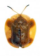 Microctenochira semilunaris cf.  (Boheman, 1862)