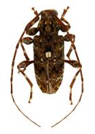 Oedopeza leucostigma   Bates, 1864
