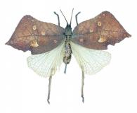 Typophyllum trapeziforme (Stoll, 1787) var2