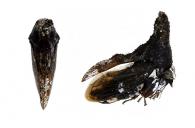 Hypsoprora sp1