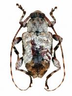 Leptostylus armatus  Monné & Hoffman, 1981
