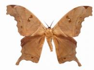 Titaea lemoulti (Schaus, 1905)