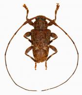 Lophopoeum circumflexum  Bates,1863