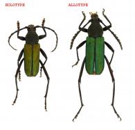 Eriphus giuglarisi Touroult, Dalens & Tavakilian, 2012  ♂ HOLOTYPE & ♀ ALLOTYPE