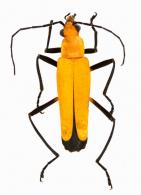 Chauliognathus sulphureus Watherhouse, 1878