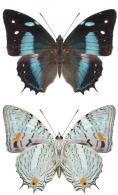 Baeotus japetus (Staudinger, 1885)