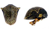 Tragopa sp3