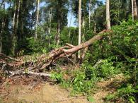Forêt primaire 