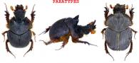 Athyreus giuglarisi  Boilly, 2011 ♂ & ♀  PARATYPES