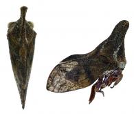 Lycoderides abditus Sakakibara, 2013