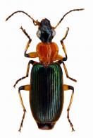 Calleida sanguinicollis Dejean, 1831