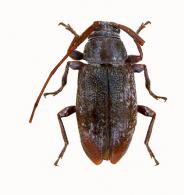 Acanthocinini Gen sp G381