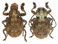 Onychocerus scorpio (Fabricius, 1781)  ♂ & ♀