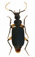 Ancystroglossus dimidiaticornis Chaudoir, 1863