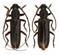 Sphallotrichus bidens   (Fabricius, 1801)  ♂ & ♀