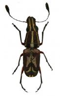 Gymnognathus pindonis Jordan, 1937