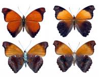 Temenis laothoe laothoe  (Cramer, 1777)  ♂ & ♀