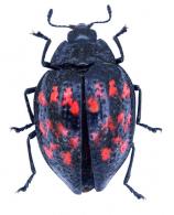 Erotylus isequeboensis Voet,  1778 
