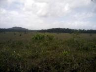 Savane