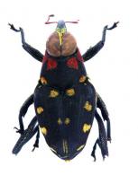 Macrocopturus lepidus (Heller, 1895)