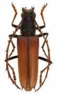 Potiaxixa longipennis  (Zajciw, 1966)