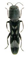 Agrilus figuratus Curletti & Brulé, 2011