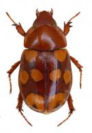Cyclocephala ocellata   Burmeister, 1847