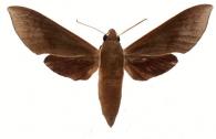 Xylophanes porcus continentalis  Rothschild & Jordan, 1903