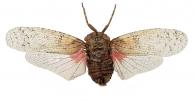 Calyptoproctus elegans (Olivier, 1791)