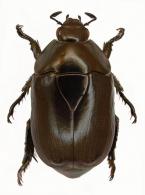 Anticheroides cuprinus   (Laporte, 1840)